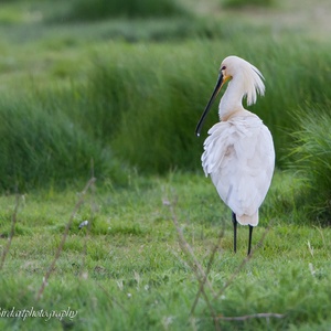 Het miezert op deze vroege ochtend in Zeeland, terwijl de Lepelaar man nog met het verenkleed bezig is 3x9.
