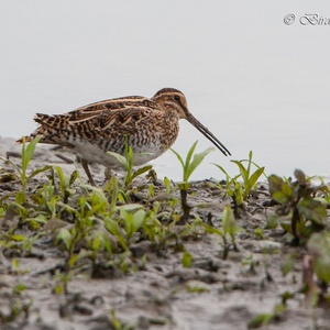 Watersnip foerageert op het slik in mei 9x17.