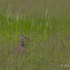 In mei steekt deze trekgast nog net met het het hoofd boven het hoge gras uit.