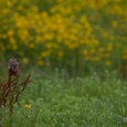 Veldleeuwerik zit op een uitkijkpost in een veld met gele bloemen, op een dag in juni.