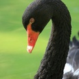 Zwarte zwaan in een poel, na een zeer hete zomer 2x2.