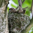 Vink vrouw maakt met mos het nest steeds groter, begin mei 1x8.