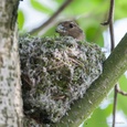 Vink vrouw brengt mos aan, aan de bovenzijde van haar nest, begin mei 2x8.