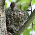 Vink vrouw bevestigt het mos aan de rand van haar nest in wording, begin mei 3x8.