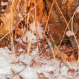 De schutkleuren en patronen van deze winterkoning aan de voet van 'n boom, zorgen dat hij niet snel opvalt, wat de kans op overleven vergroot na zware sneeuwval en strenge vorst, in een bos met hongerige monden.