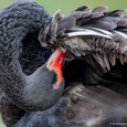 De lange nek van de Zwarte zwaan, tijdens onderhoud in de herfst.