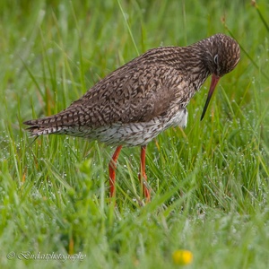 Tureluur tussen de dauwdruppels in het hoge gras, op een vroege meiochtend, in de nabijheid van haar nest 1x2.
