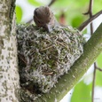 Vink vrouw 'metselt' met het spinrag haar nest, begin mei 6x8.