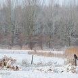 Zwarte kraai in een besneeuwd landschap, in december.