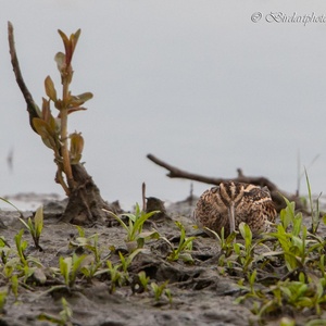 Watersnip drukt zich tegen de grond op het slik, als er overvliegende vogels aankomen, op een meidag (vooraanzicht) 17x17.