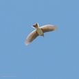 Vliegbeeld van een veldleeuwerik op grote hoogte, tijdens zijn imposante zangvlucht op een prachtige dag in april 5x7.