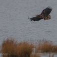 Jagende zeearend controleert de rietkraag op watervogels begin februari 3x10.