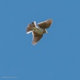 Vliegbeeld van een veldleeuwerik op grote hoogte, tijdens zijn imposante zangvlucht op een prachtige dag in april 3x7.