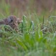 Torenvalk vrouw heeft haar gevangen muis meegenomen naar hoog gras, voordat ze wegvliegt, in september 16x16.
