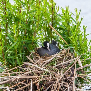 Eind mei heeft deze Meerkoet een prima nest gebouwd met tevens beschutting, midden in een plas.