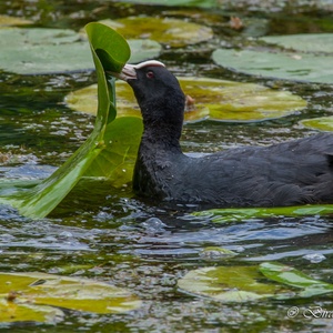 Meerkoet keert eind juli waterleliebladen om, op zoek naar kleine waterdiertjes die tegen de onderzijde van het blad leven.