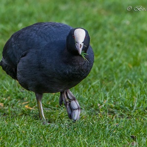 In maart doet deze Meerkoet zich tegoed aan gras op een weiland (Let op de gelobte tenen!).