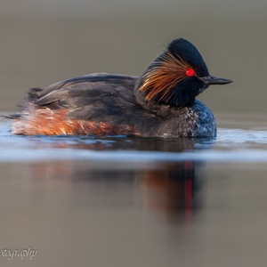 Adulte Geoorde Fuut gedurende het foerageren naar waterinsecten.