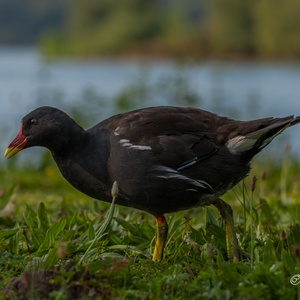 Foeragerend adult Waterhoen in augustus, langs de oever van een plas.