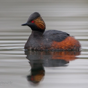 Deze Geoorde Fuut is continu aan het duiken naar waterinsecten.