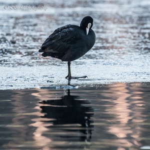 In januari met strenge vorst, overleeft deze Meerkoet aan een wak bij opkomende zon.