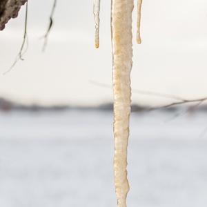 De ijspegel aan een Knotwilg voor een besneeuwde akker, zijn de stille koude getuigen van deze decembermaand.