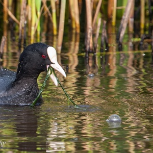 Nadat de Meerkoet naar boven komt met algen van de bodem, worden deze snel opgegeten.
