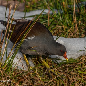 Waterhoen loopt over de laatste sneeuw naar de sloot.