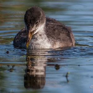 Juveniele Meerkoet in september, foerageert o.a. naar waterplanten.