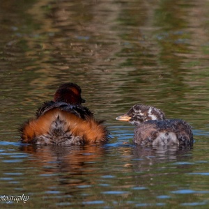 Achteraanzicht van een adulte Dodaars (links) met zijn juveniel, in de lente 4x5.
