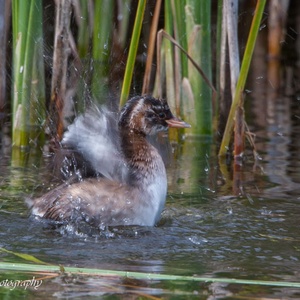 Juveniele Dodaars neemt een bad, in de lente 5x5.
