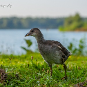 Foeragerend Juveniel Waterhoen in de ochtend op de oever van een plas, in augustus.