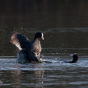 Het gaat er hard aan toe, waarbij de vogels elkaar goed vasthouden en slaan met de vleugels en daarnast elkaar proberen onder water te drukken 2x4.