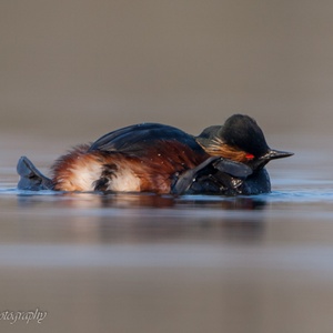 Uiteraard moet ook deze vogel het verenkleed goed onderhouden om dat waterafstotend te houden én om goed te kunnen vliegen...