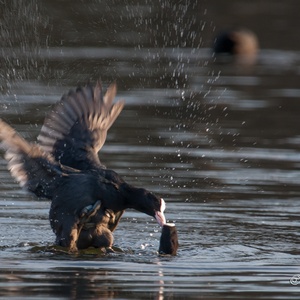 Tot overmaat van ramp, pakt de linker vogel de rechter bij de snavel om deze zo onder water te drukken... 4x4.