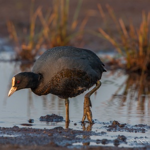 Foeragerende Meerkoet, eind april, bij opkomende zon.