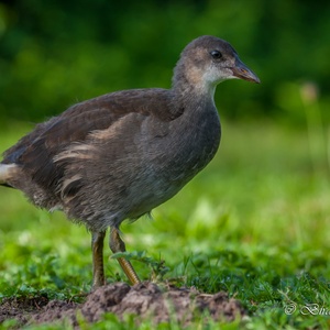 Foeragerend juveniel Waterhoen op een ochtend in augustus, op de oever van een plas.