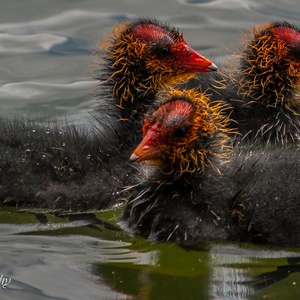 Kuikens van de Meerkoet, half mei, met hun kunstzinnige bolletjes.
