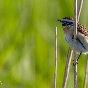 Paapje man op een uitkijkpost in het riet, met de opkomende zon in de rug, op een vroege ochtend in mei 2x4.