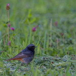 Zwarte Roodstaart man tussen het gras en de klaver speurend naar insecten, in juli.