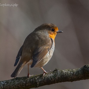 Roodborst medio maart in het bos op een post.