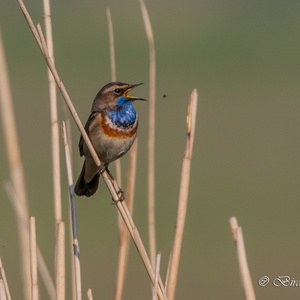 Zingende Witsterblauwborst man in het riet, eind april, met een vliegend insect 1x3.