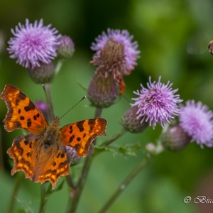Gehakkelde Aurelia (vlinder) en een Zweefvlieg in hun element in juli...