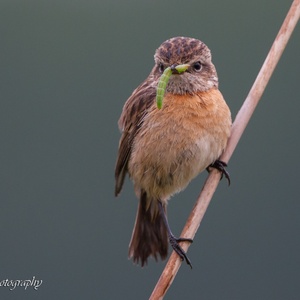 Roodborsttapuit vrouw met een groene rups in mei 1x3.