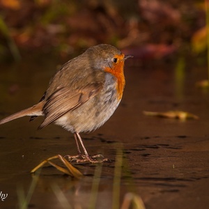 Deze Roodborst waagt zich half januari op dun ijs...