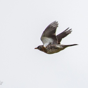 Kramsvogel in vlucht, in november.
