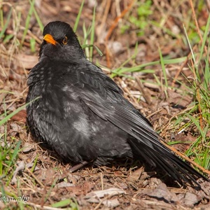 Een kleurtje hebben ze al, maar voor de veren is het goed en tegen vervelende parasieten ook, maar waarom zou een vogel ook niet mogen genieten van wat warmte?!