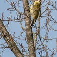 Groene specht man boven in een boom in het bos, begin maart, laat met regelmaat zijn 'lach' horen 4x7.