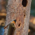 Gekraagde roodstaart man zingt bij een oud spechtennest, in een den voor vrouwelijke aandacht, op 20 mtr hoogte in het bos, in april 2x15.