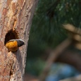 Gekraagde roodstaart man controleert de omgeving op vrouwelijke aandacht vanuit een oud spechtennest in een den op 20 mtr. hoogte, na al zijn opvallende capriolen in het bos 6x15.